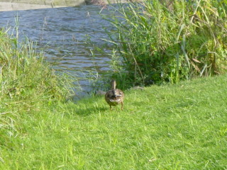 die Ente fhlt sich hier wohl